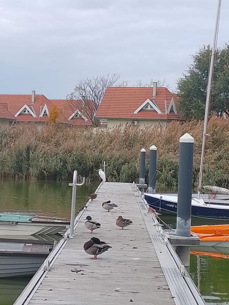 Farsang Bence, Farsang Máté